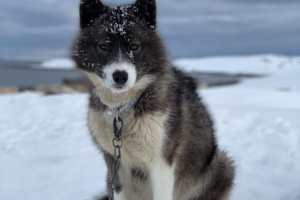 Greenlandic Sled dogs