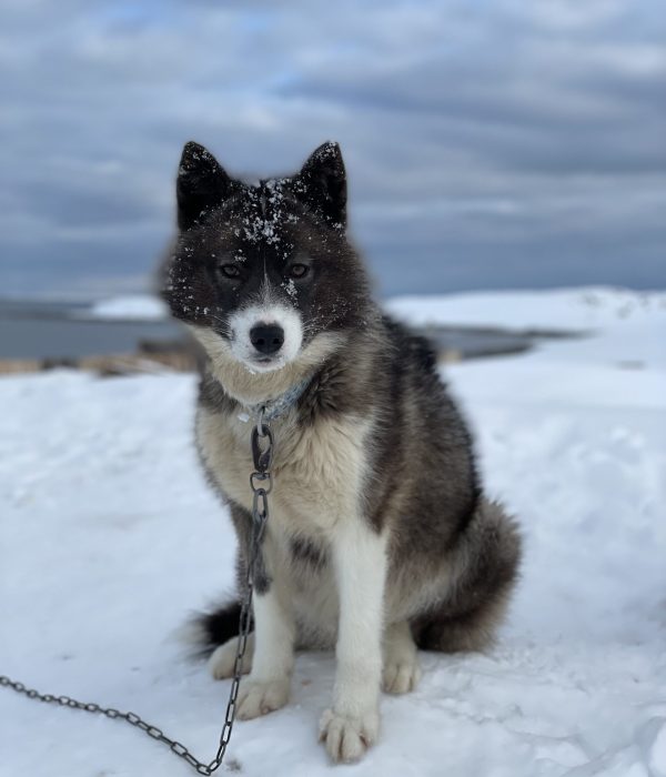 Greenlandic Sled dogs
